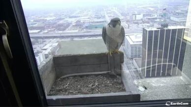 Peregrine Falcon with the first egg