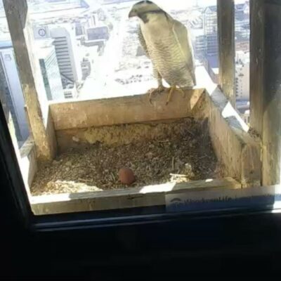 One peregrine falcon egg in WoodmenLife Tower nest box