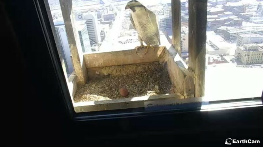 One peregrine falcon egg in WoodmenLife Tower nest box