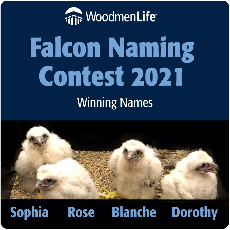 WoodmenLife Falcon Chick Names Are Golden WoodmenLife Media Center